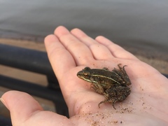 Lithobates kauffeldi