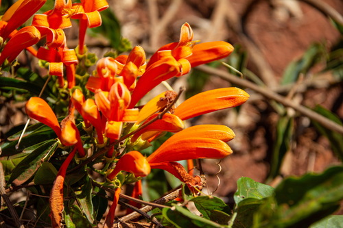 Pyrostegia venusta