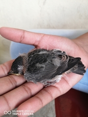 Petrochelidon fulva