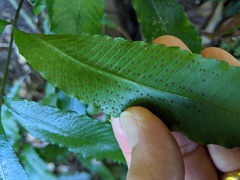 Lastreopsis poecilophlebia