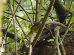 Arizelocichla tephrolaema