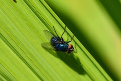 Lucilia eximia