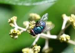 Lucilia eximia