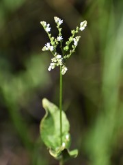 Mitreola