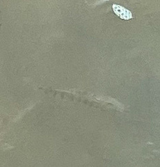 Fundulus heteroclitus