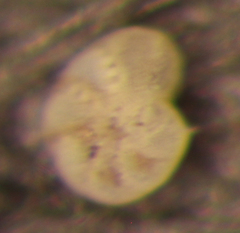 Elphidium excavatum