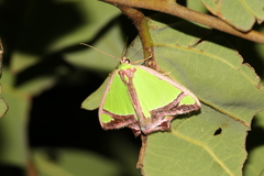 Agathia laetata