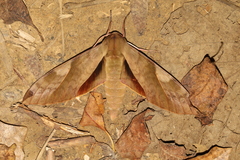 Clanis bilineata