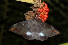 Ischyja ferrifracta