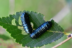 Monocesta ducalis