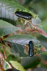 Monocesta ducalis