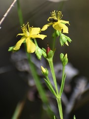 Hypericum cistifolium