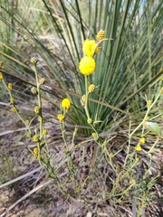 Acacia continua
