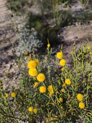 Acacia continua