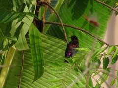 Chalcomitra fuliginosa