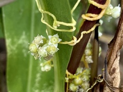 Cuscuta pentagona
