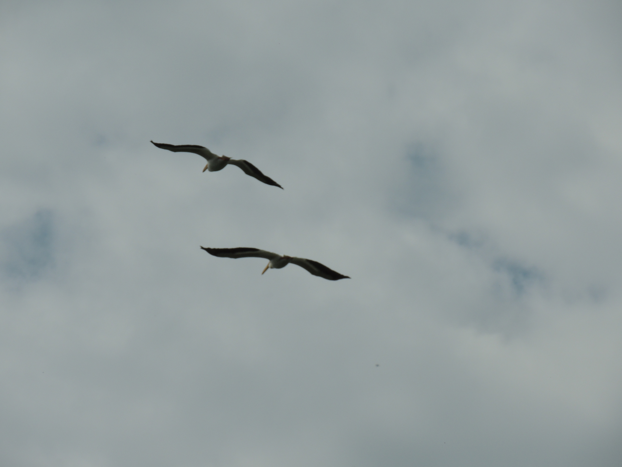 American White Pelican