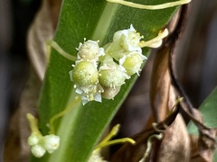 Cuscuta pentagona