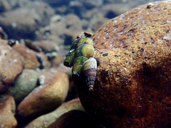 Juga plicifera