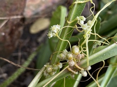 Cuscuta pentagona