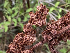 Rumex cristatus