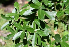 Quercus crispipilis