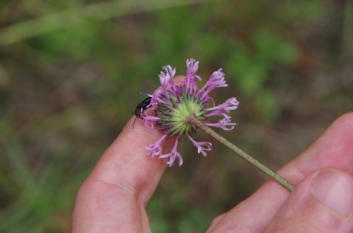 Image of Marshallia angustifolia by (c) Eric Knight, some rights reserved (CC BY)