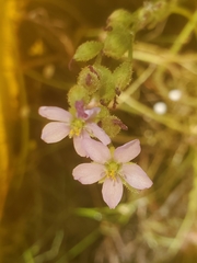 Drosera filiformis