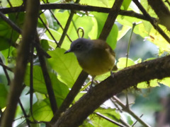 Arizelocichla tephrolaema