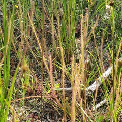 Drosera filiformis