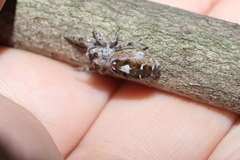 Phidippus putnami