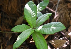 Quercus × dysophylla