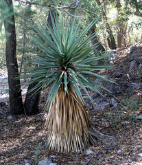 Yucca madrensis