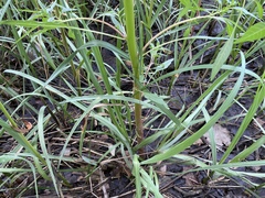 Amaranthus cannabinus