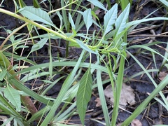 Amaranthus cannabinus