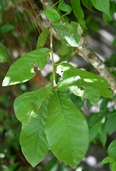 Quercus × dysophylla