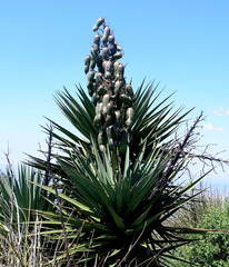 Yucca madrensis