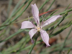 Lygodesmia juncea
