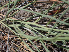 Lygodesmia juncea