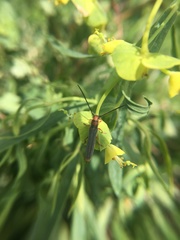Oberea erythrocephala