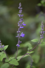 Salvia melissodora