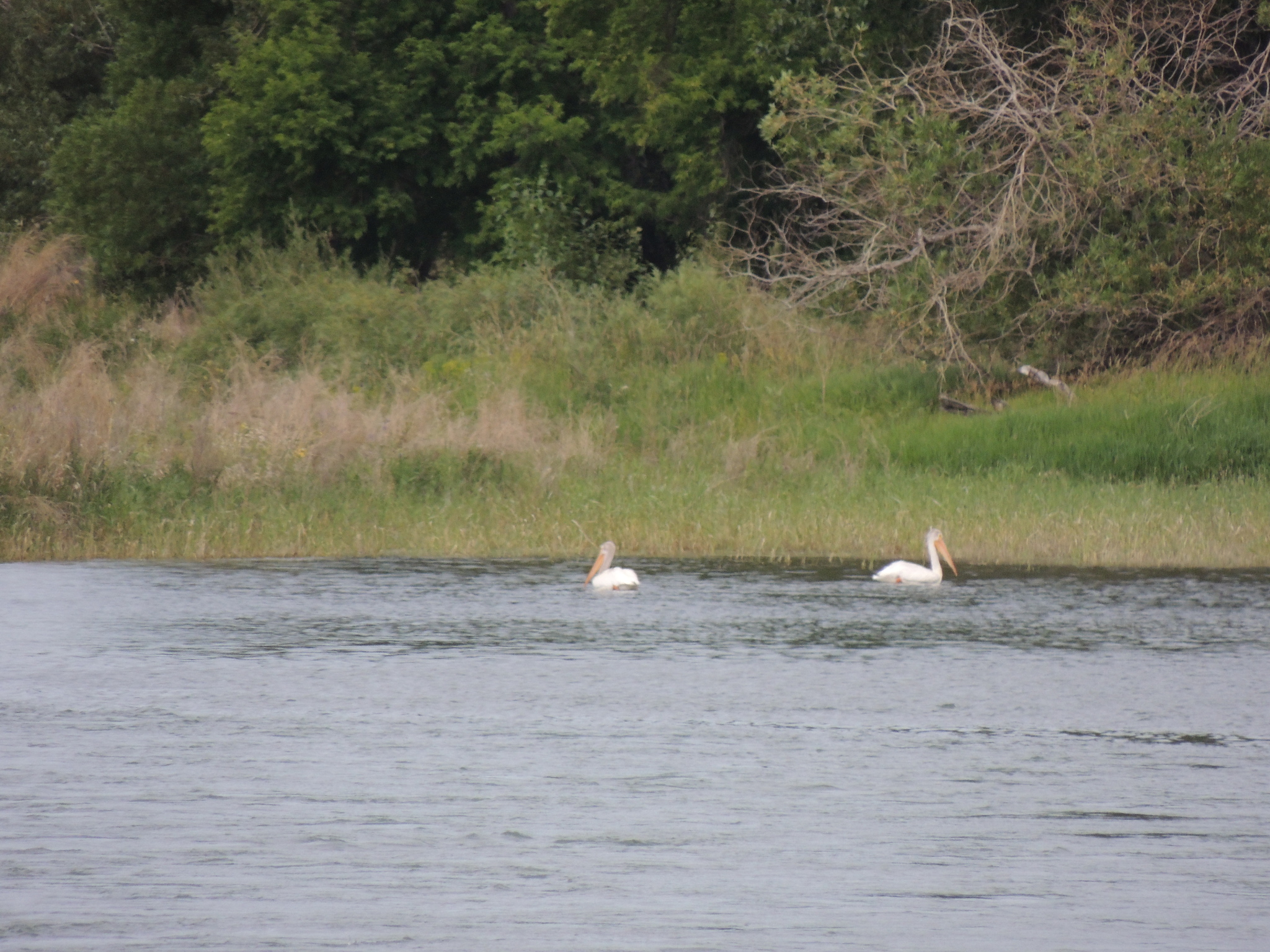 American White Pelican