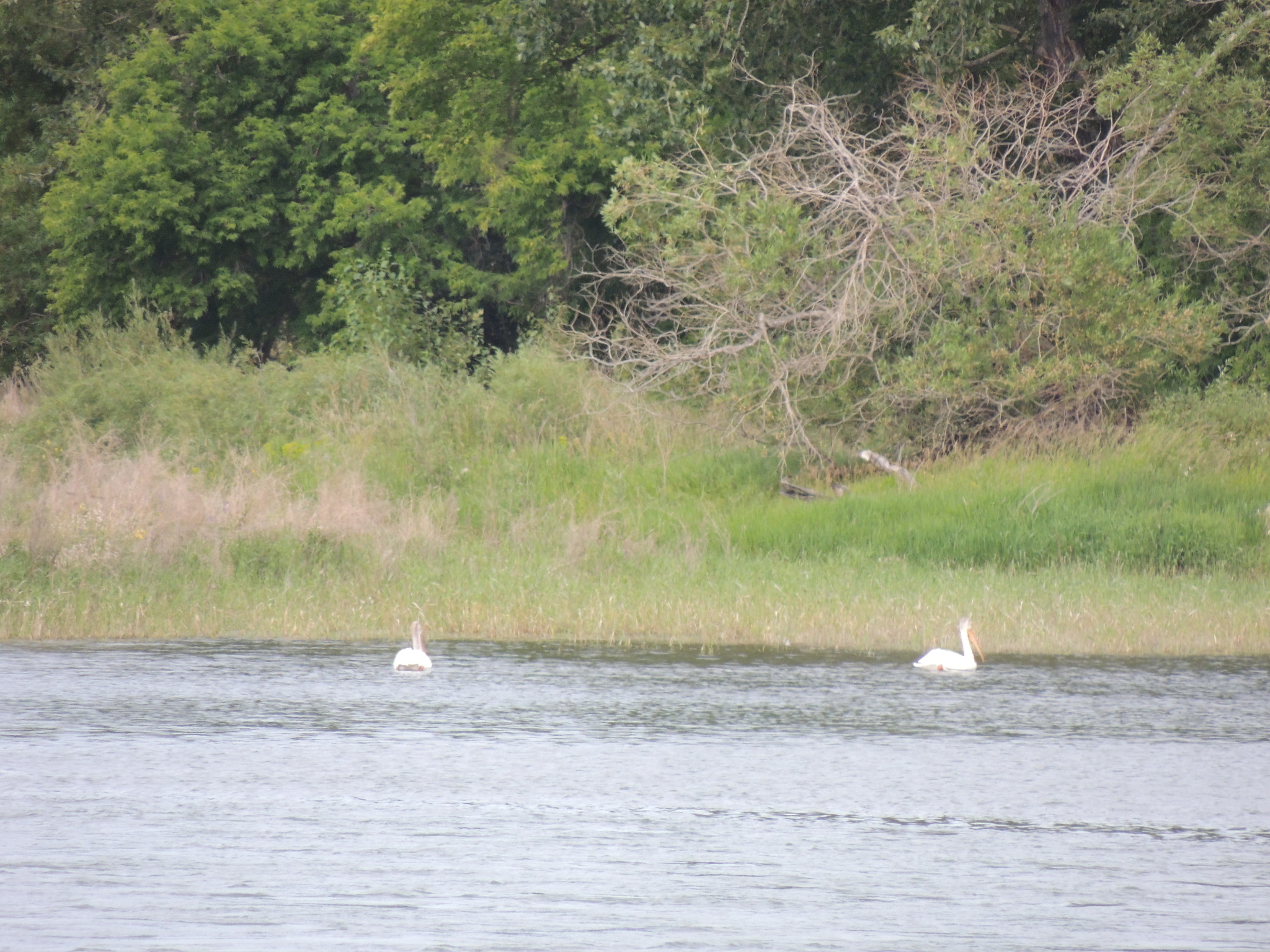 American White Pelican