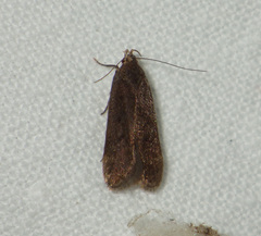 Bryotropha terrella