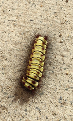 Megalopyge lanata