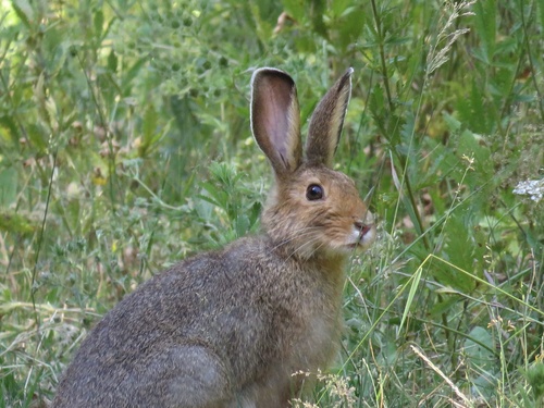 Snowshoe Hare
