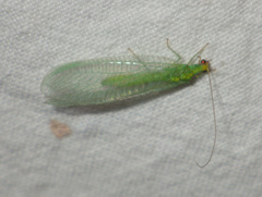 Pseudomallada flavifrons