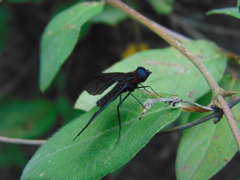 Cyananthrax cyanopterus