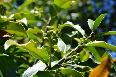 Olmediella betschleriana