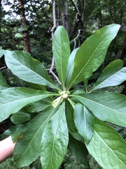 Franklinia